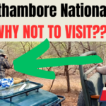 Reasons to Visit Ranthambore National Park